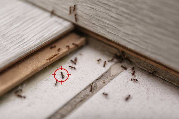 Best Bed Bug Extermination  in Del Aire, CA