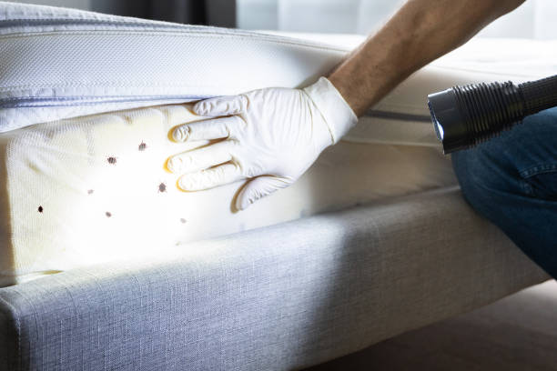 Best Ant Control Services  in Del Aire, CA