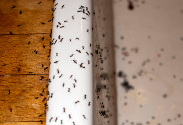 Best Affordable Pest Control Services  in Del Aire, CA