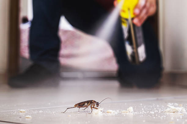 Best Mosquito Control Services  in Del Aire, CA
