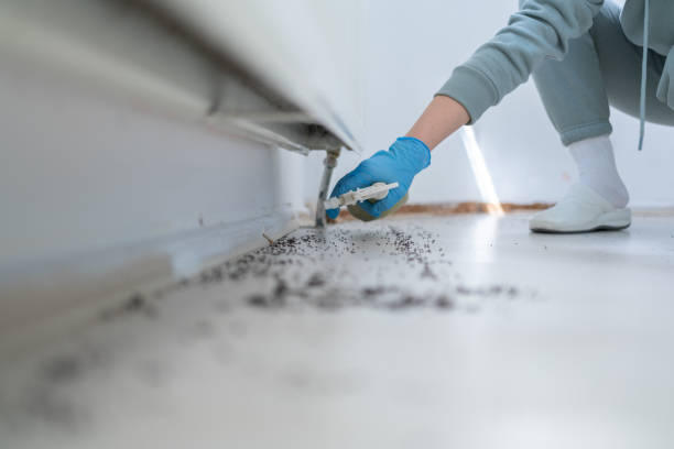Best Flea Control Services  in Del Aire, CA