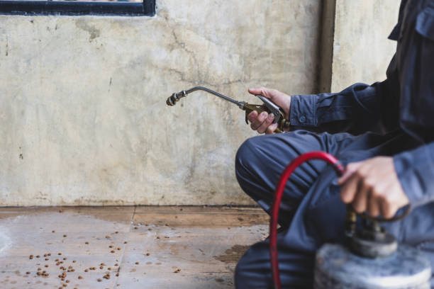 Best Affordable Pest Control Services  in Del Aire, CA